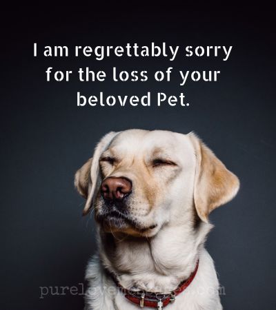Pet Condolence Messages